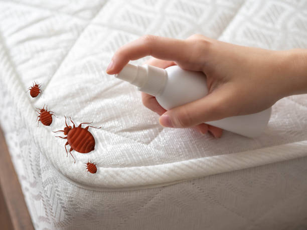 Best Affordable Pest Control Services  in Delta, CO