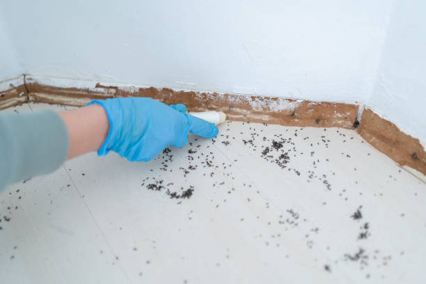 Best Mosquito Control Services  in Delta, CO